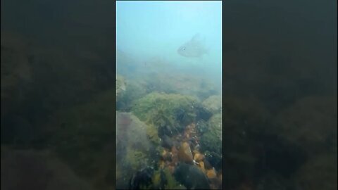 underwater in the tennessee river