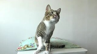 Cat Plays with a Mouse on a String