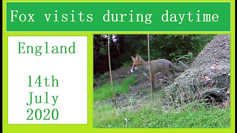 Fox visit by day in our Wildlife Oasis