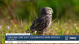 Ground Owl day in Cape Coral