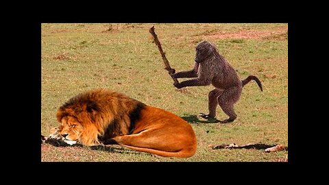 Funny Animals That Will Definitely Brighten Your Day😍Funniest Animals