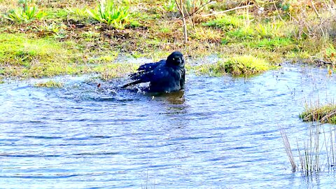 Crow takes a bath in puddle of water