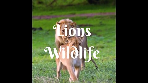 Lions | Animals | Wildlife | Animal lover | Zoo