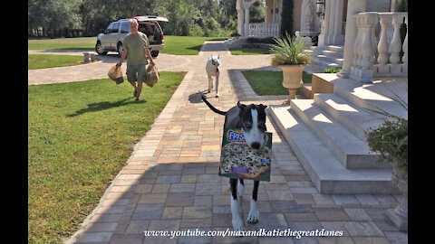 Clever Great Dane helps deliver the pizza groceries