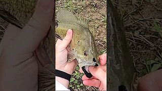Beautiful and unique looking smallmouth!