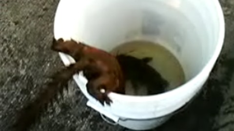 Mink Catches Fish After Minute Long Battle