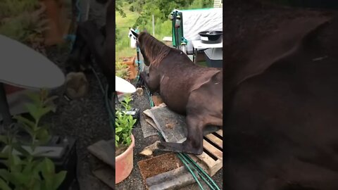 Elderly horse fell down on wooden pallet