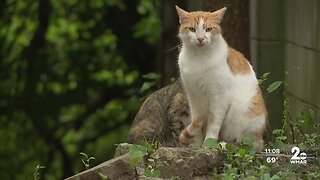 Local volunteers work to reduce feral, stray cat population in Baltimore