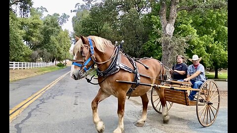 Bill the Belgian ~ Handsome as Ever!