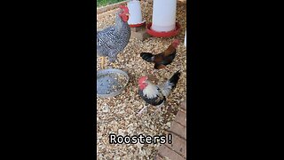 Cannon Farm - Yeah, here come the Roosters, YEAH! #chicken #rooster