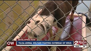 Tulsa Animal Welfare fighting outbreak of virus