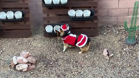 Santa Dog Hunts Reindeer!