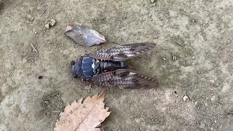 Sound of Japanese Cicadas #japan #summer