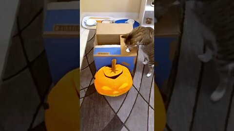 Cat in a Box Spooky Compilation