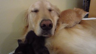 Three tiny foster kittens cuddle with Golden Retriever