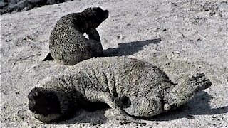 Baby sea lion adorably cries for his mother's return