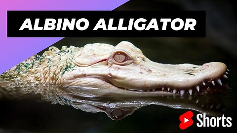 Albino Alligator 🐊 One Of The Albino Animals You Have Never Seen #shorts #alligator #albinoalligator