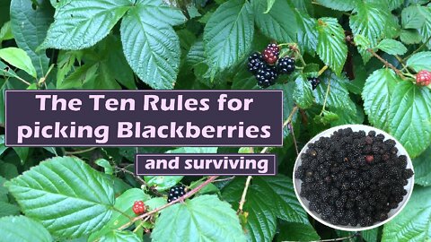 The Ten Rules for picking Blackberries and Surviving