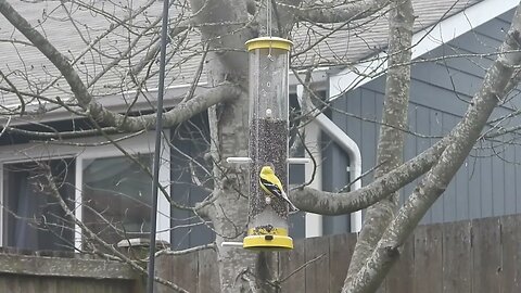 Goldfinches in Washington State