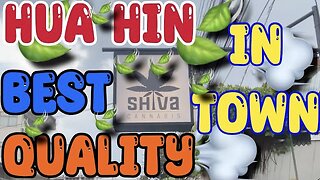 STRAIN | SHOP | REVIEW | ( 🇹🇭 HUA HIN THAILAND ) FINEST (SHIVA CANNABIS)