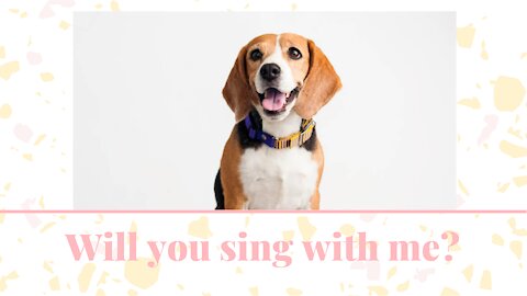 Talented and adorable beagle, sings with all of his heart!