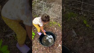 Helping with chores #farmchores #farmlife #farmanimals #pigs #shorts #foryou #kunekune #homestead