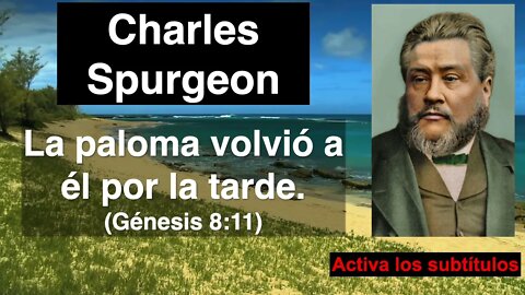 La paloma volvió a él por la tarde (Génesis 8,11) Devocional de hoy Charles Spurgeon