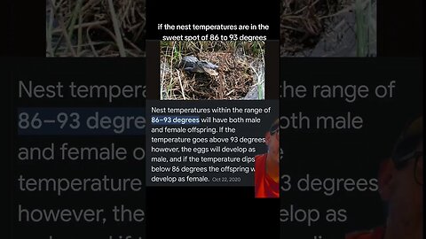 Temperature determines crocodile sex