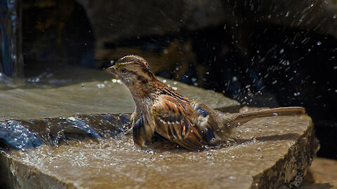 Sparrow takes a bath