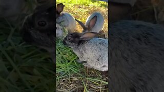 Juvenile Bunnies Enjoying Grass & Alfalfa 🐇🐰#shorts #bunnies #champagnedargentrabbit