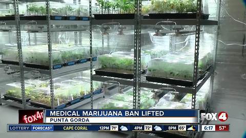 Medical marijuana ban lifted in Punta Gorda