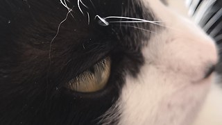 Cats loves paper balls.