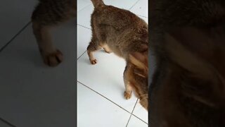 Hiburan dulu#shortsvideo #countrycat#kucingviral# kucing bulu merah