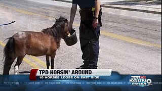 Officers round up horses on the loose on Tucson's eastside