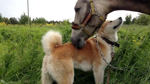 Horse And Dog Reunite After 7 Months Apart