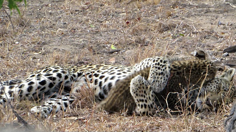Big cat Love: Cute leopard cub plays with mom