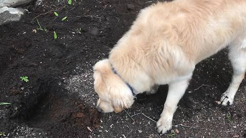 Golden Retriever helps owner with the gardening