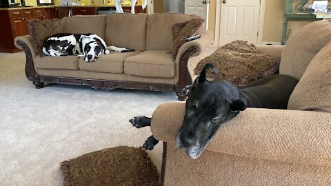 Great Danes Like To Be Comfy While Squirrel Watching