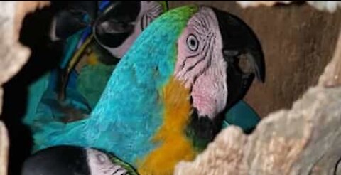 Tropical birds hanging out in hollow tree trunk