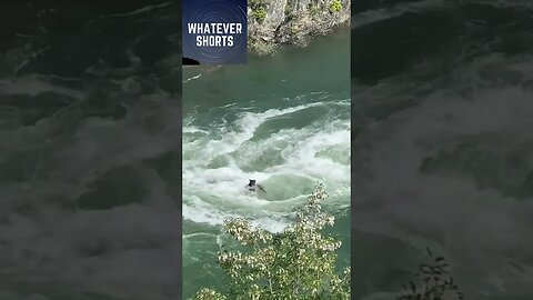 Against All Odds: A Bear's Journey Across a Raging River #shorts #bear #animals #river #wildlife