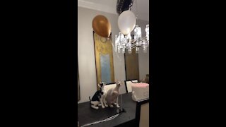 Kitty Cat Balloon Party Is The Best Party Ever