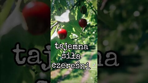 tajemna siła czereśni #podcast #audio #czereśnie #podlasie podla