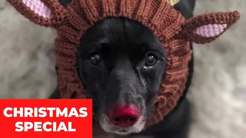 #25_🎄🐶🎄[#Christmas #Special]#Top #Funny #Labrador #Retriever|#Labrador #Retriever|Passionate Animals