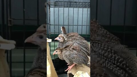 Cute baby guinea fowl peck towel - 6 weeks old