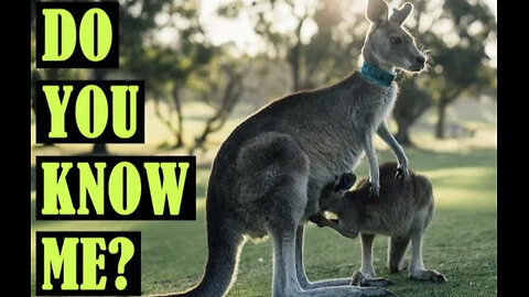 Kangaroo facts