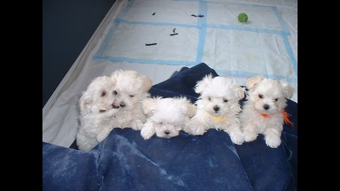 Cute 8 Week Old Maltese Puppies
