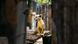 Cute Baby Lion Cub