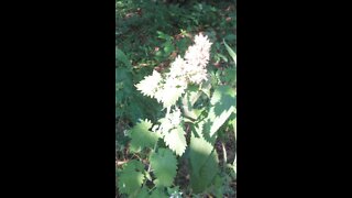 Early Blooming Baneberry July 22, 2021
