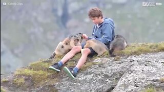 Un jeune ado ami avec une colonie de marmottes