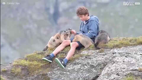 Un jeune ado ami avec une colonie de marmottes